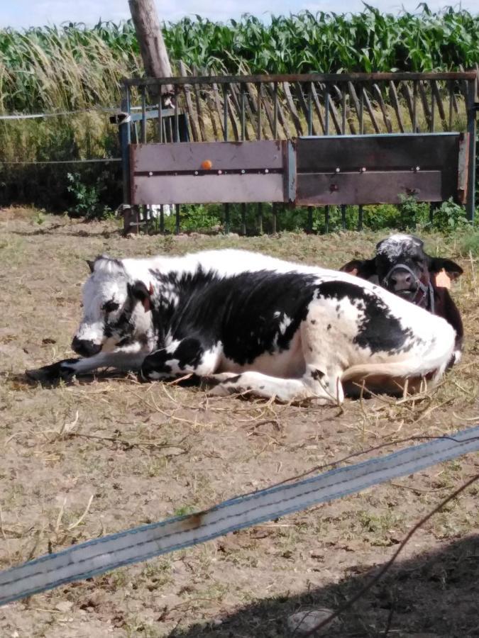 La Mini Ferme De Maelou Villa Sermaises Eksteriør bilde